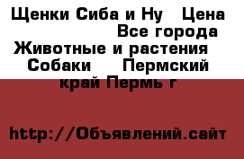 Щенки Сиба и Ну › Цена ­ 35000-85000 - Все города Животные и растения » Собаки   . Пермский край,Пермь г.